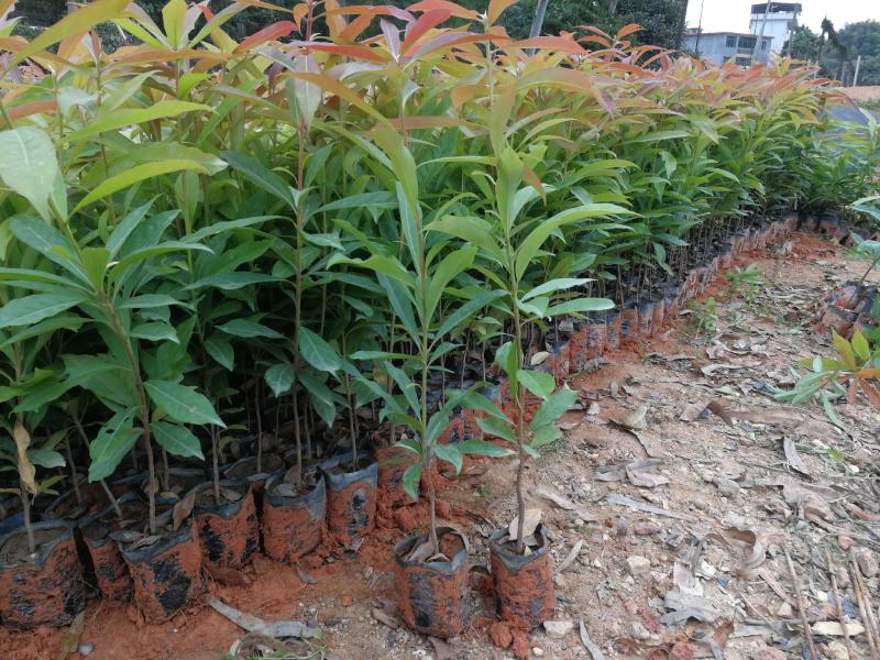 大量出售精品木荷小苗，一年生苗，欢迎各位老总来电订购，