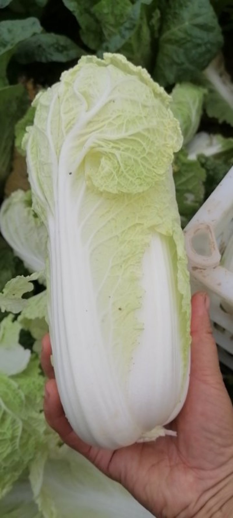 精品大娃娃菜质量杠杠的欢迎选购，你的认可是我前进动力。