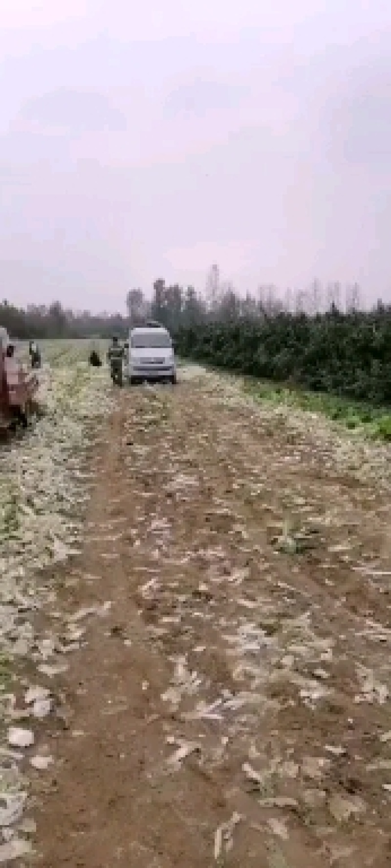 精品大娃娃菜质量杠杠的欢迎选购，你的认可是我前进动力。