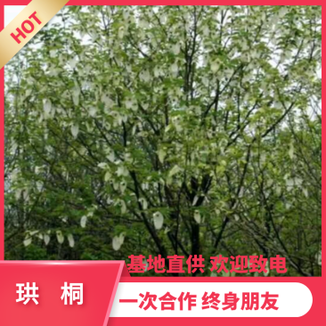 【热销】珙桐树鸽子树基地直供欢迎致电诚信代办