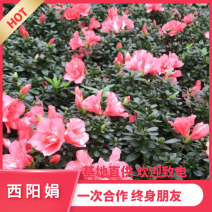 【热销】西阳娟杜鹃花绿化花卉基地直供欢迎致电诚信代办