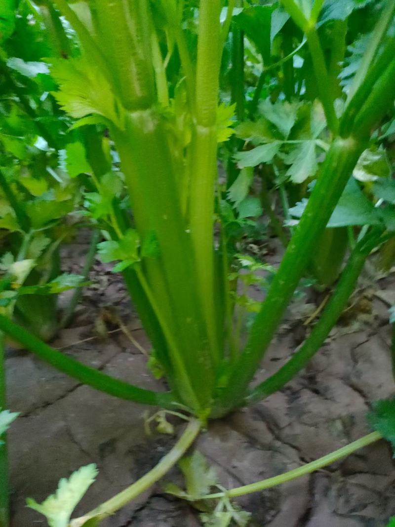 万亩暖棚西芹亮度鲜艳，大中小菜都有，净菜毛菜发往全国各地