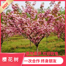 【推荐】樱花树高杆樱花早樱晚樱大量出售2--20公分
