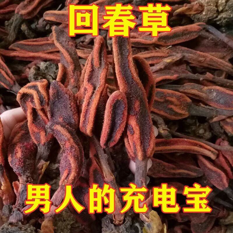 包邮回春草野生500g深山不老草顶天柱草苁蓉中药男性
