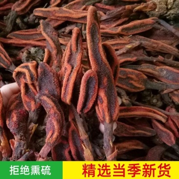 包邮回春草野生500g深山不老草顶天柱草苁蓉中药男性
