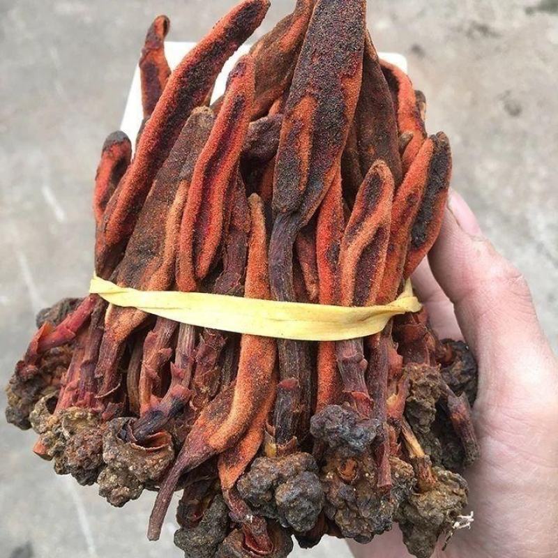 包邮回春草野生500g深山不老草顶天柱草苁蓉中药男性