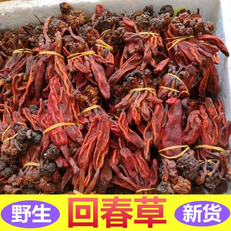 包邮回春草野生500g深山不老草顶天柱草苁蓉中药男性