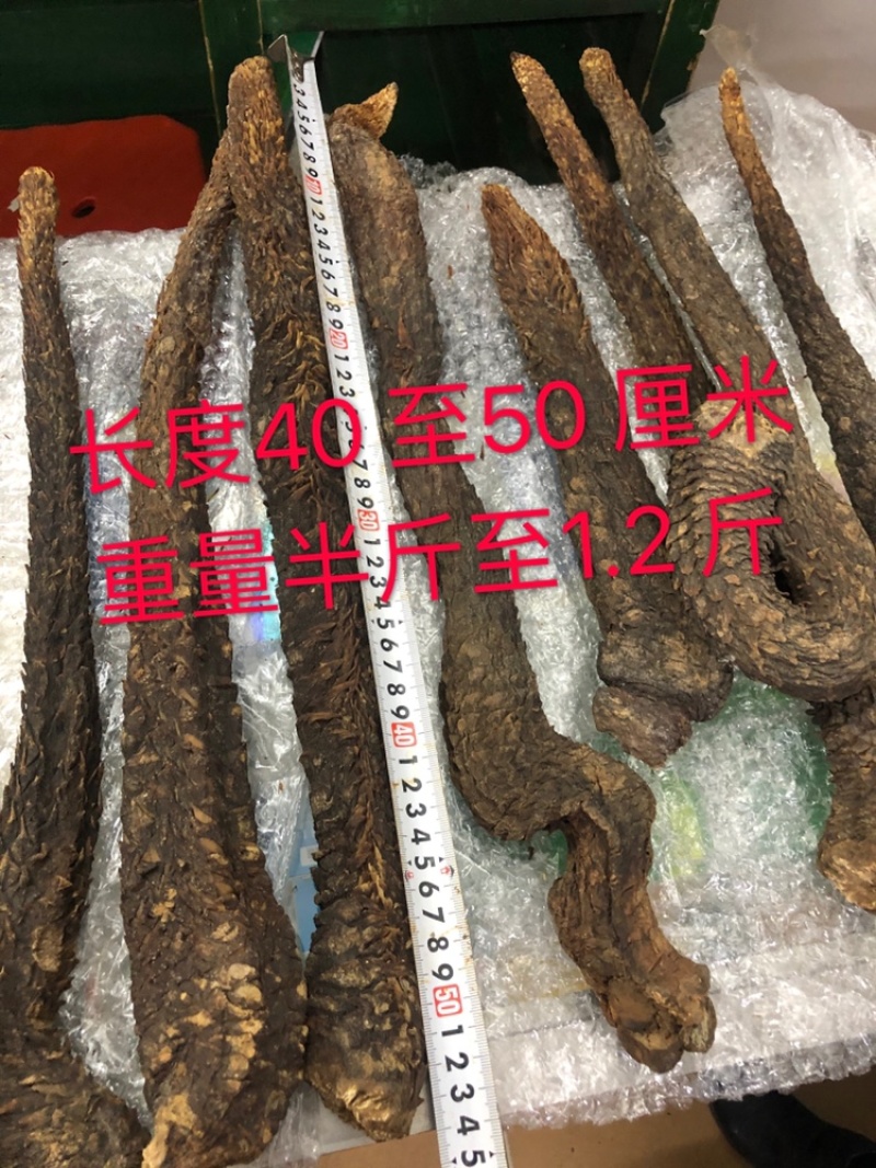 肉苁蓉内蒙古阿拉善纯野生30至50厘米，省内包邮