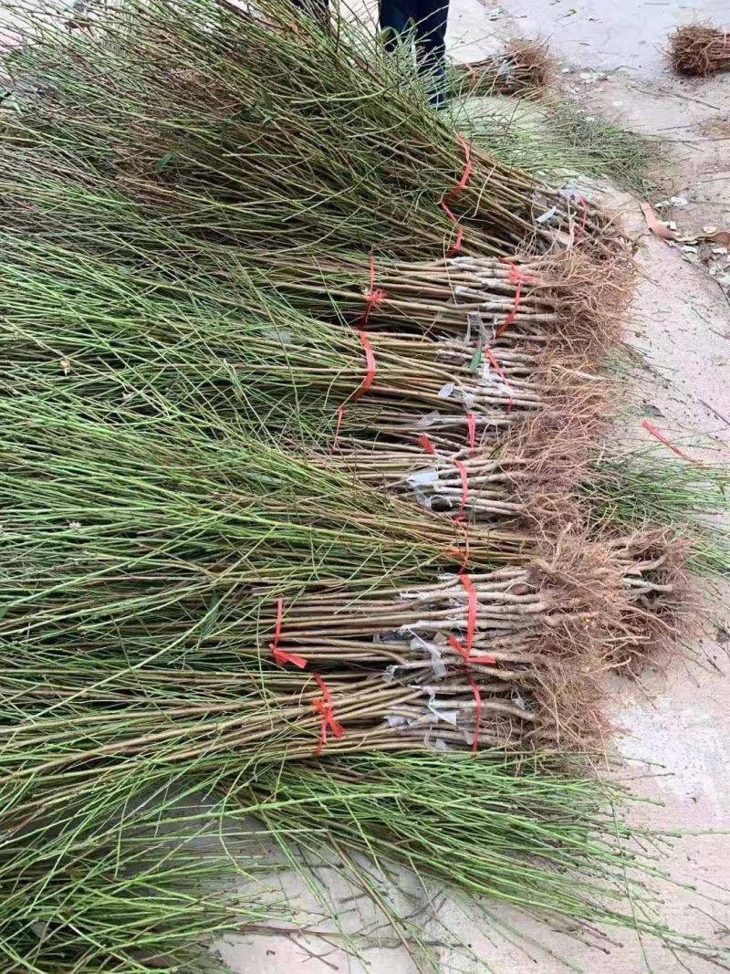 精品黑桃，大红桃，黄桃，黄蟠桃，水蜜桃，1至5公分精品树