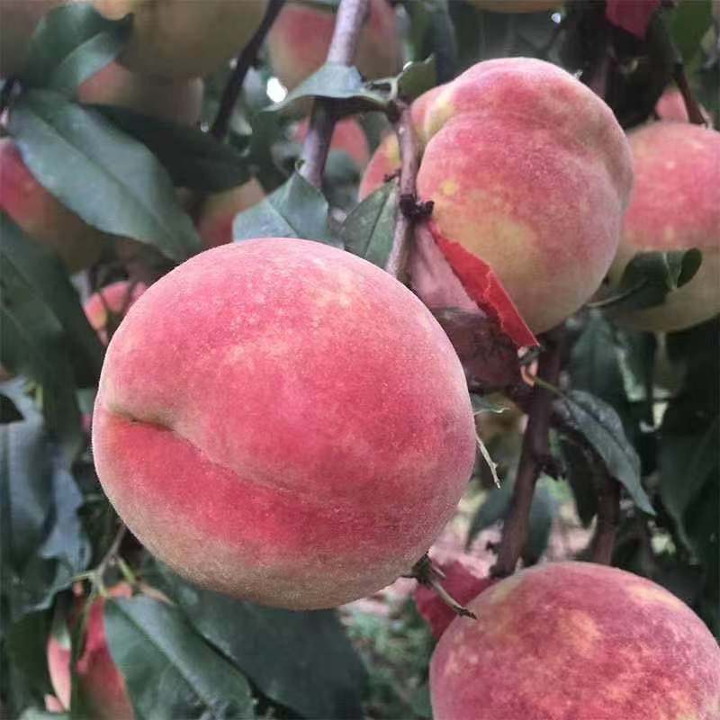 精品黑桃，大红桃，黄桃，黄蟠桃，水蜜桃，1至5公分精品树