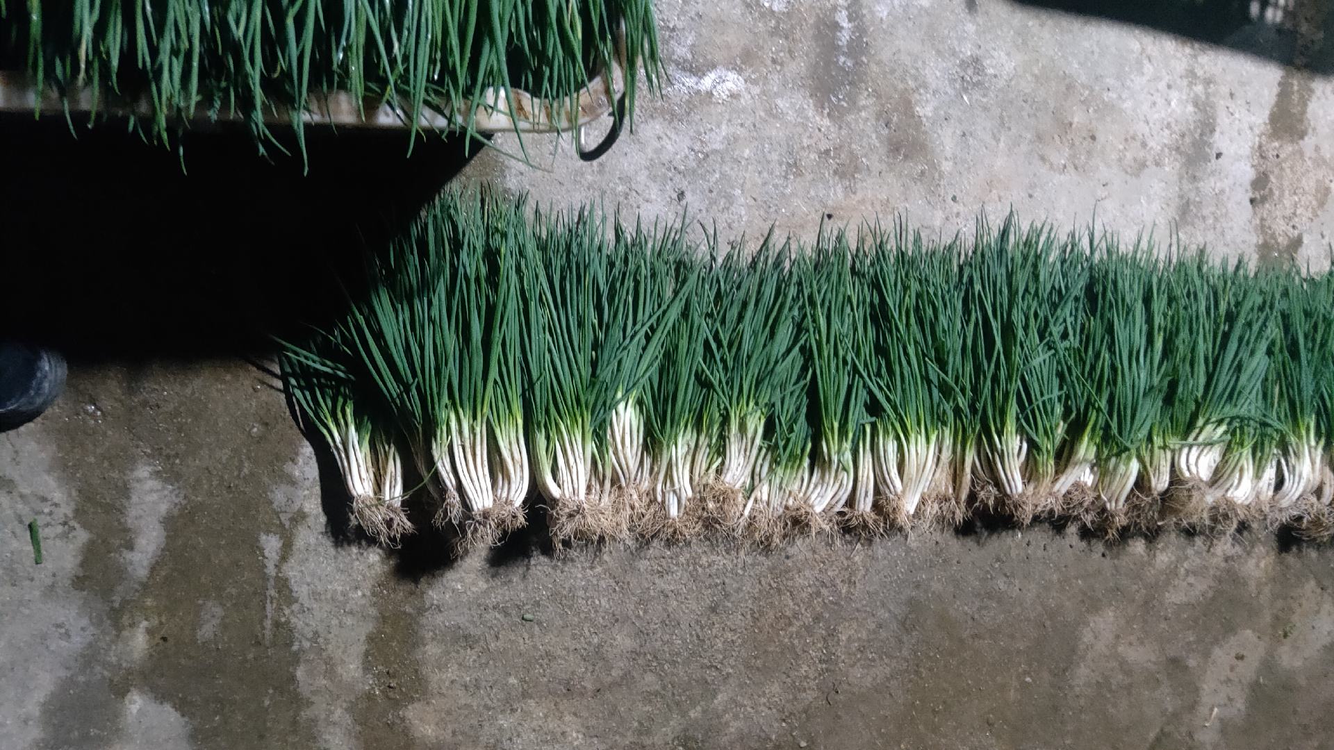 市场中小葱摊位