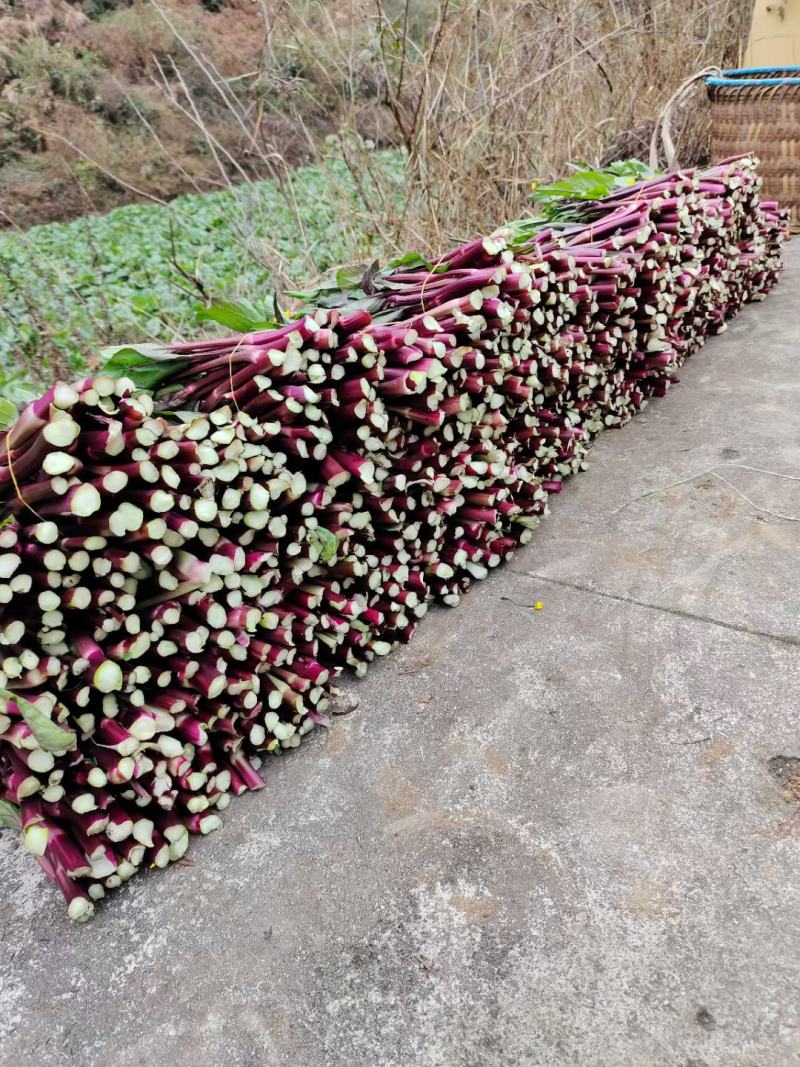 红菜苔，鲜嫩粗壮，色泽鲜亮不空心！