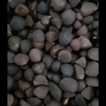 油茶籽，手工去壳，无霉变