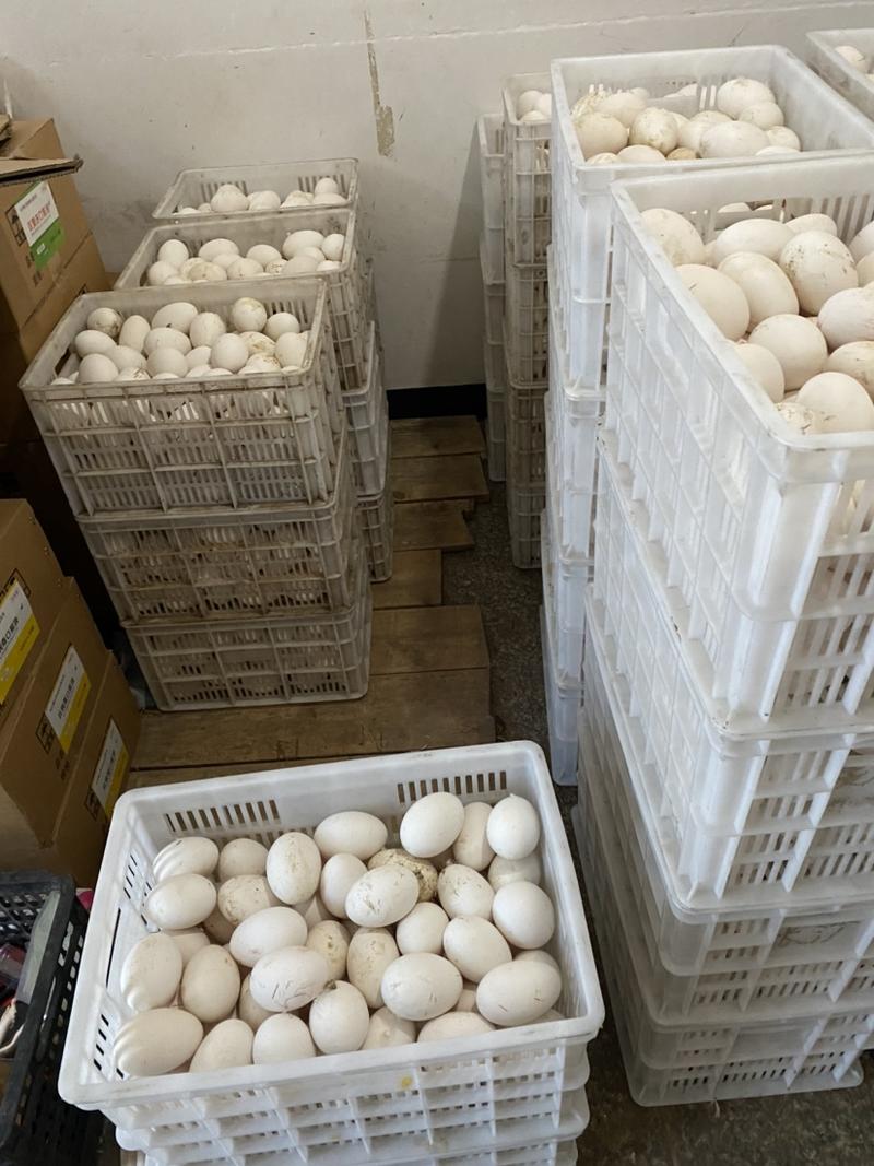 三花种蛋、台湾白罗曼种蛋、鲜鹅蛋供应1000个起发