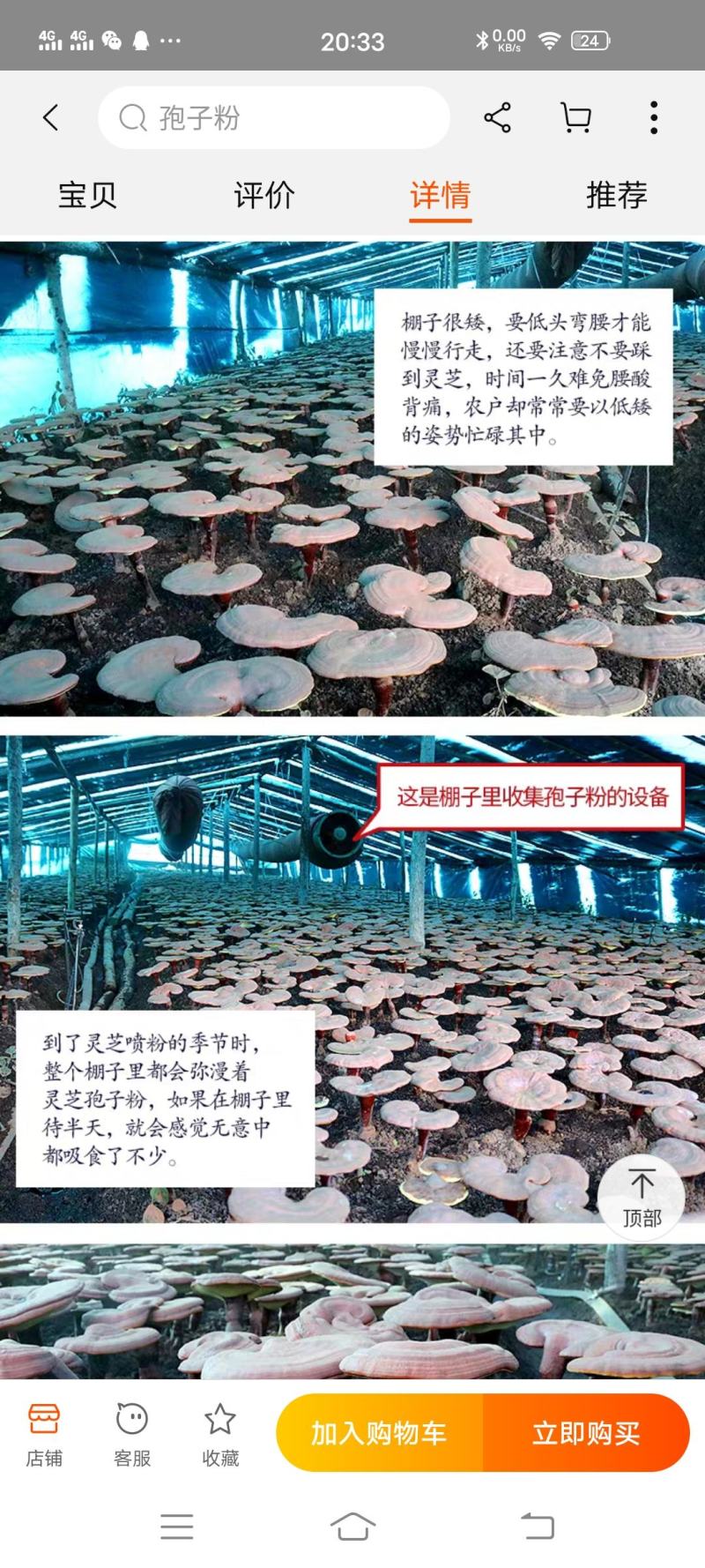 《包邮》长白山自家种植灵芝孢子粉高碾压破壁提高免疫