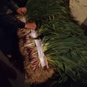 陕西汉中洋县蒜苗新蒜苗大量上市大家快来抢购