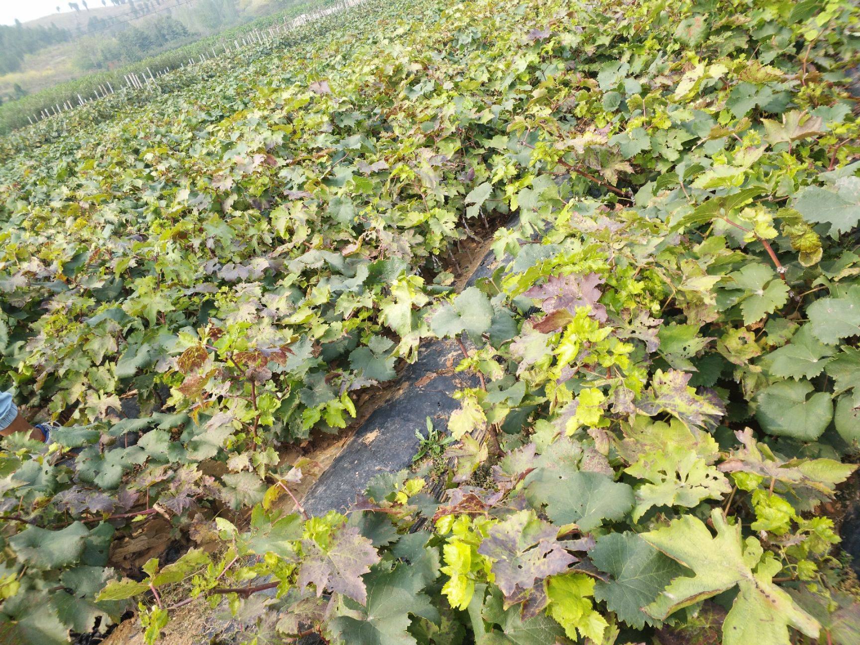 寒香蜜葡萄种植管理流程图