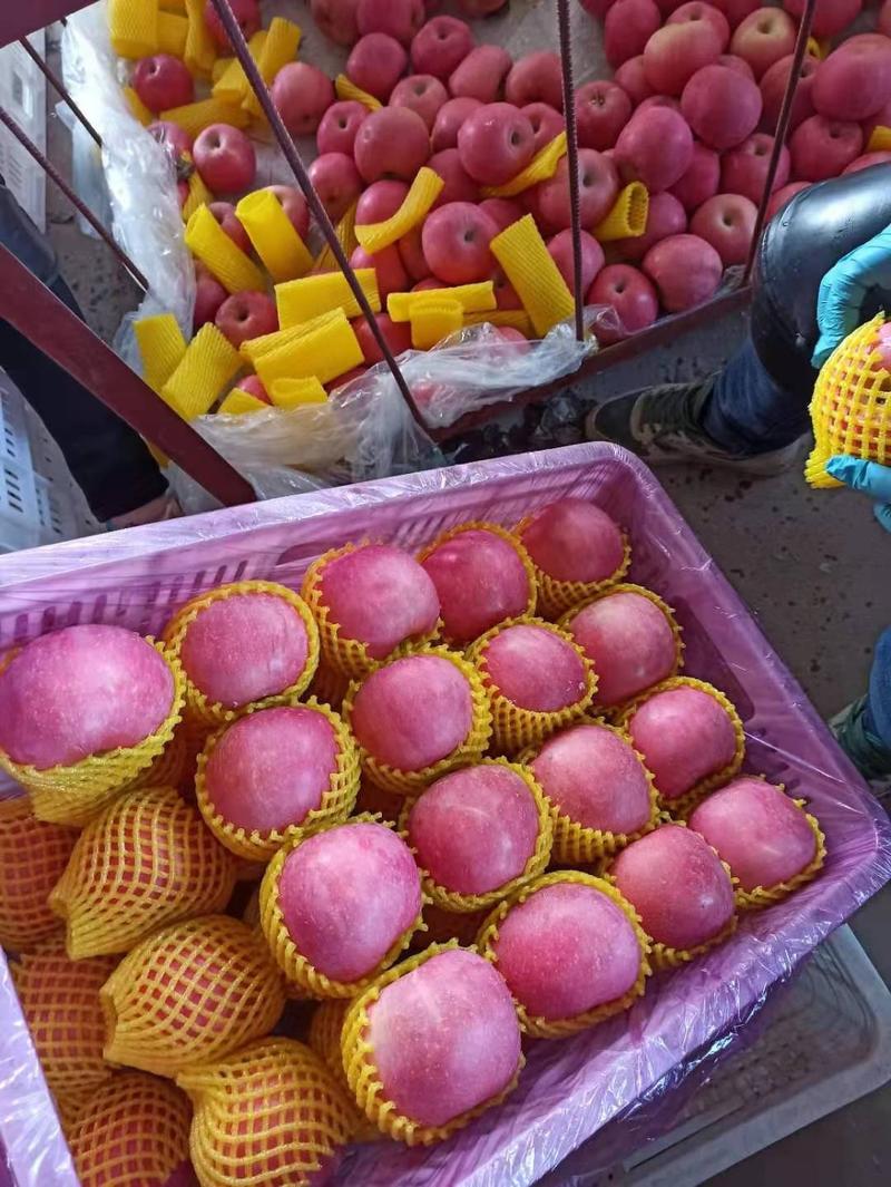红富士苹果，果园地头产地装货，货源充足，质量保证支持物流