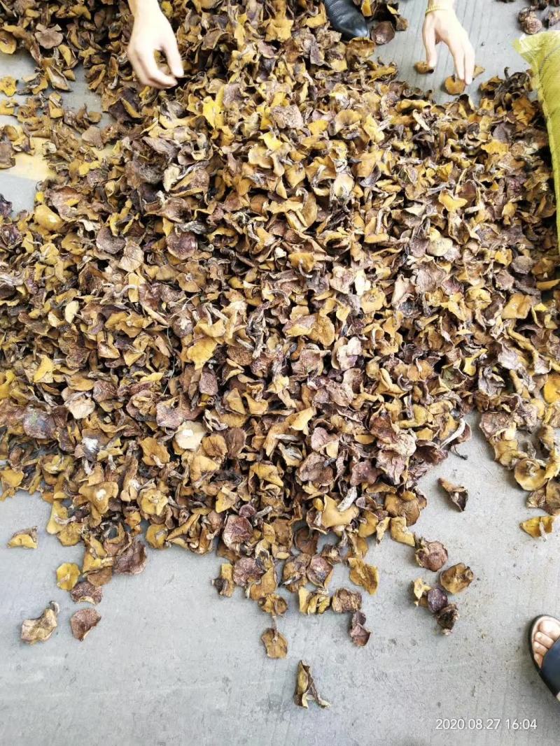 松蘑烤干，天然野生，剪根，颜色好不好，自己看！