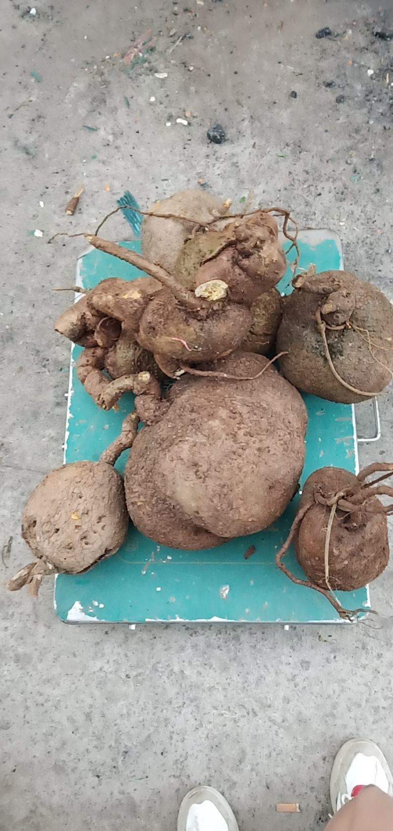山乌龟大量批发需要的老板联系