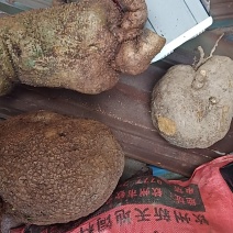 山乌龟大量批发需要的老板联系