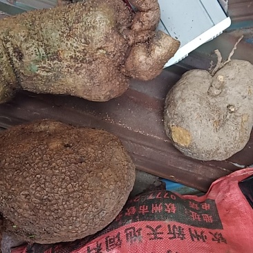 山乌龟大量批发需要的老板联系