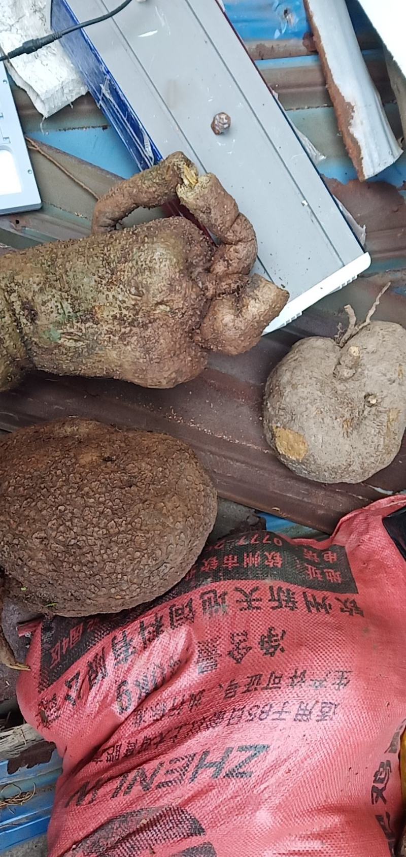 山乌龟大量批发需要的老板联系