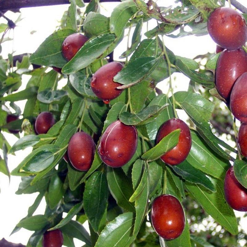 金梅枣树苗南北适种产量高南北适种，耐寒耐旱好养。