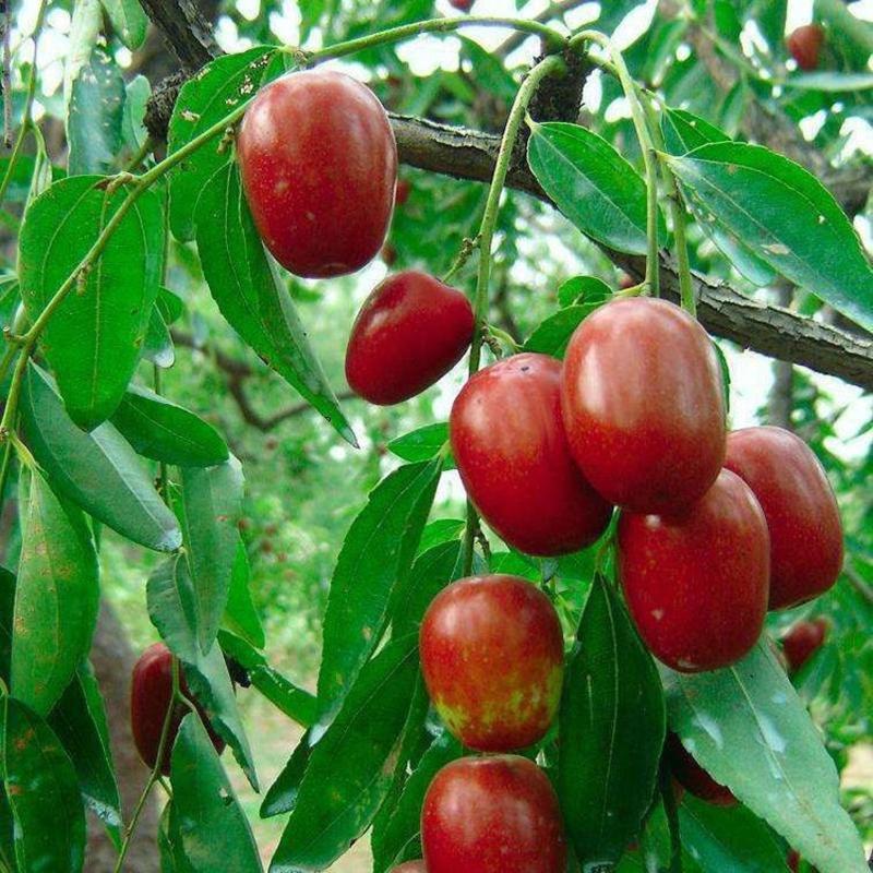 金梅枣树苗南北适种产量高南北适种，耐寒耐旱好养。