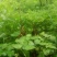 新品天麻《长白山野生大个天麻》泡酒煲汤打粉