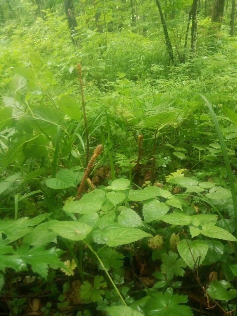 新品天麻《长白山野生大个天麻》泡酒煲汤打粉