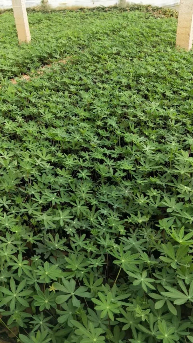 羽扇豆（又名鲁冰花）本苗圃货源，现货供应，欢迎新老客户前