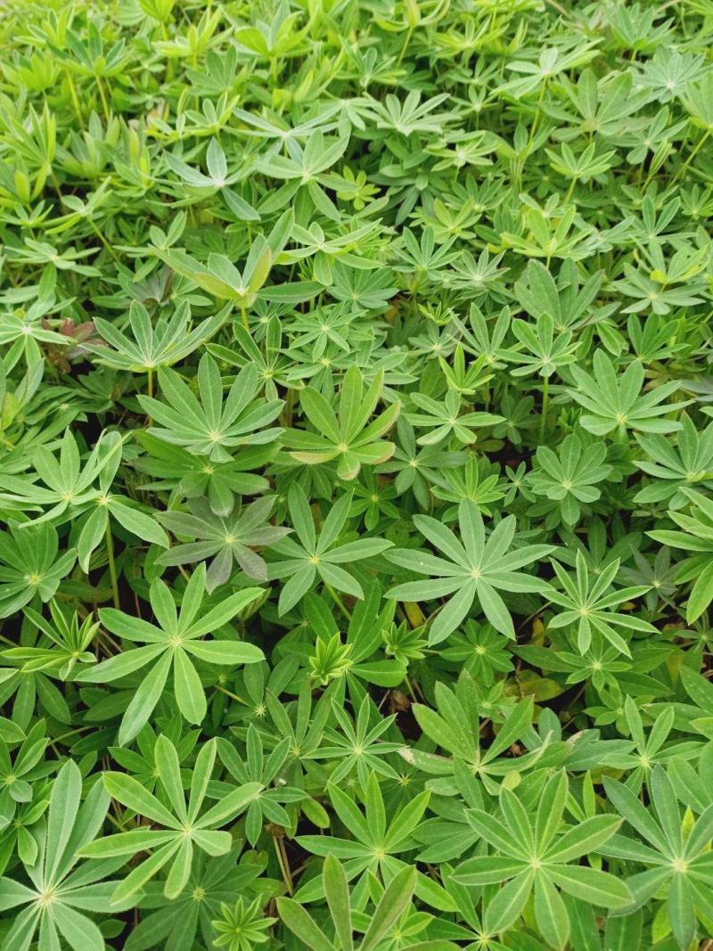 羽扇豆（又名鲁冰花）本苗圃货源，现货供应，欢迎新老客户前