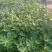 羽扇豆（又名鲁冰花）本苗圃货源，现货供应，欢迎新老客户前