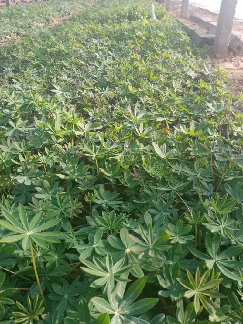 羽扇豆（又名鲁冰花）本苗圃货源，现货供应，欢迎新老客户前