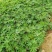 羽扇豆（又名鲁冰花）本苗圃货源，现货供应，欢迎新老客户前