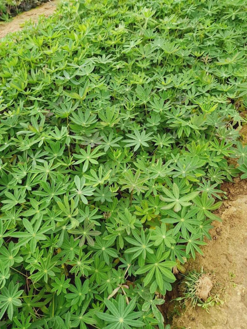 羽扇豆（又名鲁冰花）本苗圃货源，现货供应，欢迎新老客户前