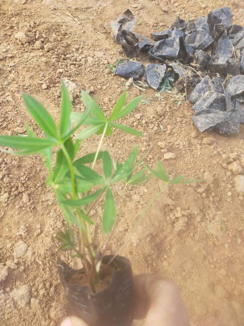 羽扇豆（又名鲁冰花）本苗圃货源，现货供应，欢迎新老客户前