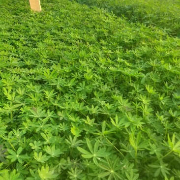 羽扇豆（又名鲁冰花）本苗圃货源，现货供应，欢迎新老客户前