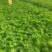 羽扇豆（又名鲁冰花）本苗圃货源，现货供应，欢迎新老客户前