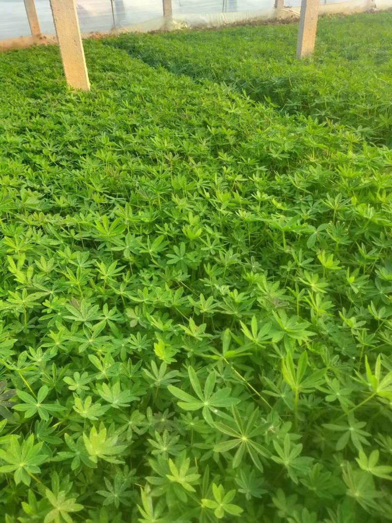 羽扇豆（又名鲁冰花）本苗圃货源，现货供应，欢迎新老客户前