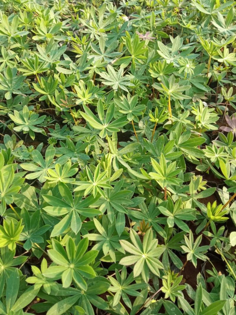 羽扇豆（又名鲁冰花）本苗圃货源，现货供应，欢迎新老客户前