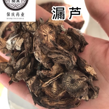 漏芦保庆药业批发中药材漏芦实物拍摄，发货如图