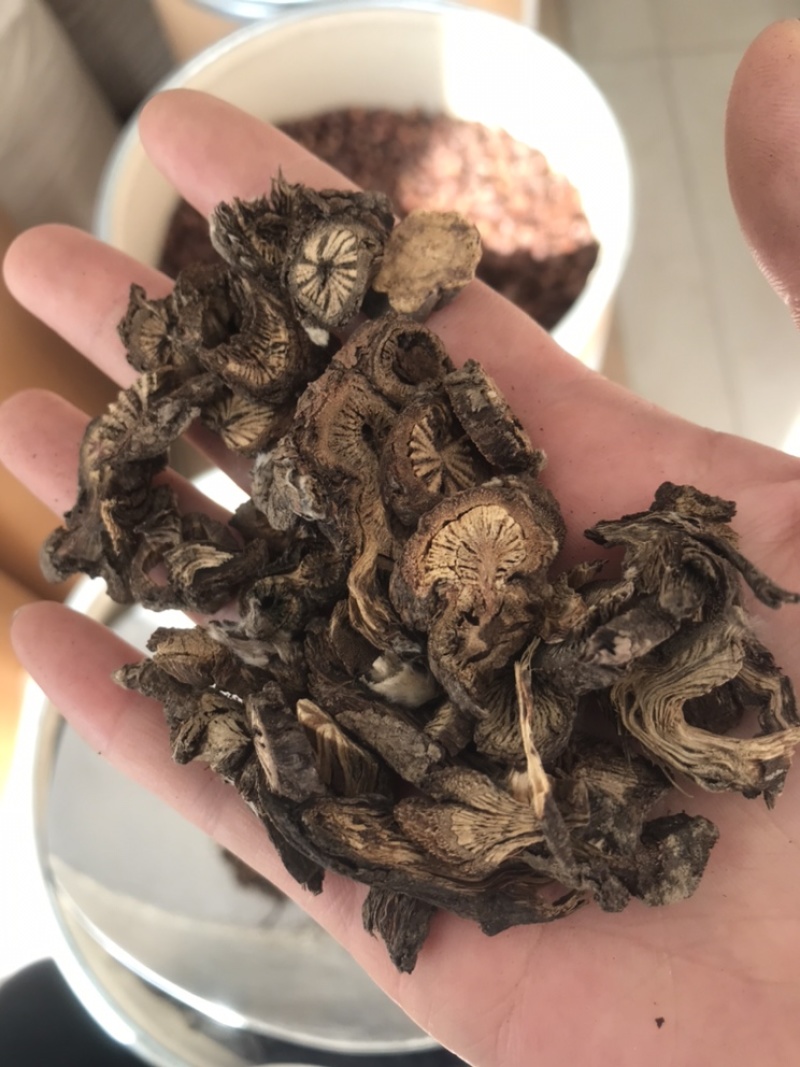 漏芦保庆药业批发中药材漏芦实物拍摄，发货如图
