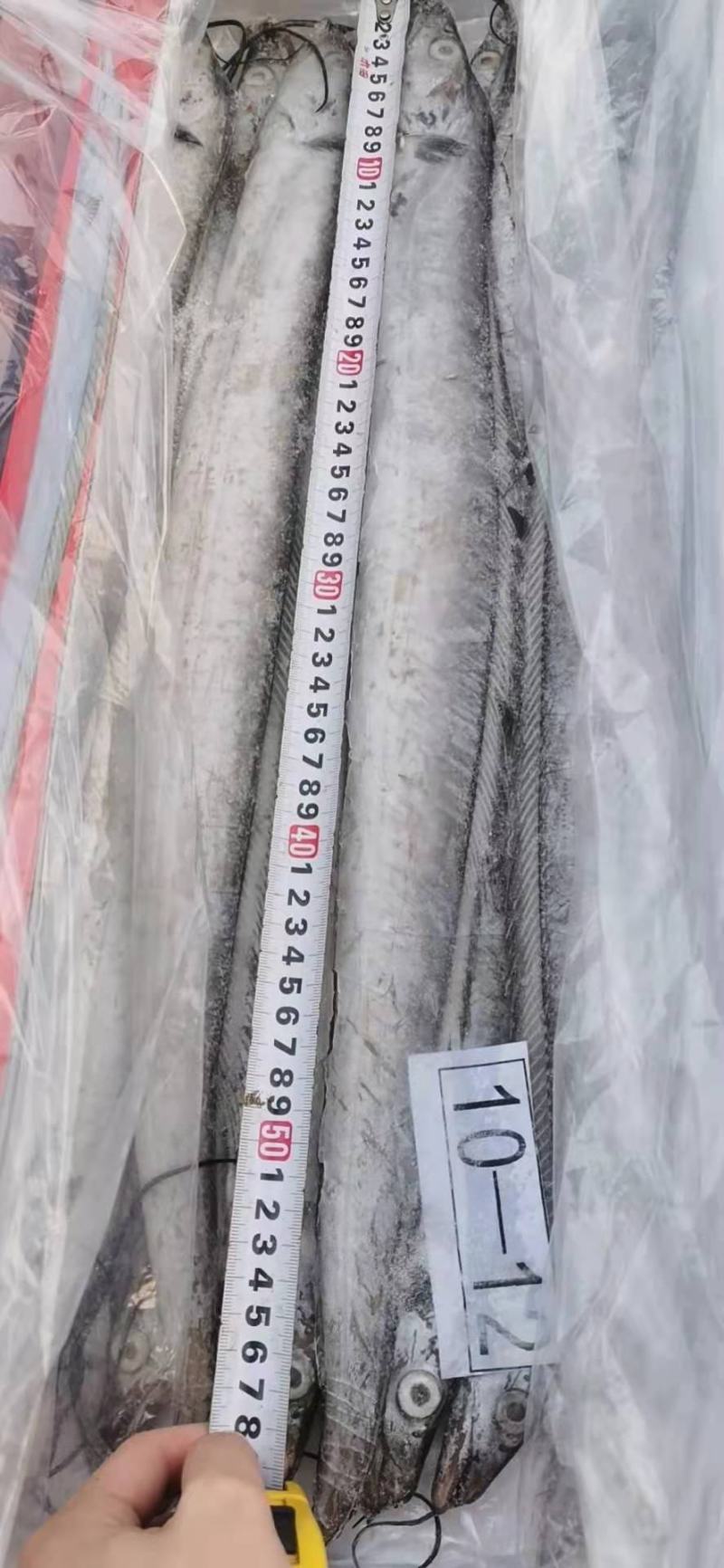 带鱼，鲜活速冻，三证齐全！新货量大，各个规格齐全！