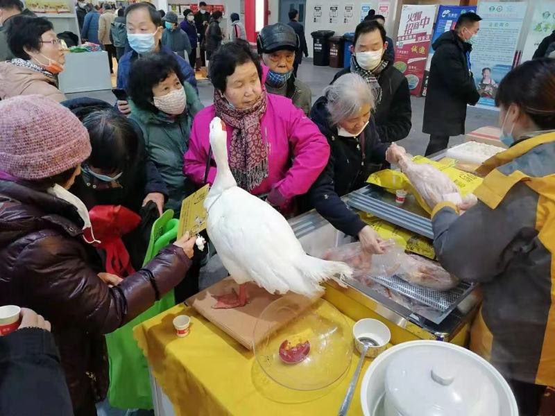 批发老番鸭，一件代发，非洲雁，农村土鸭，水养鸭，老鸭