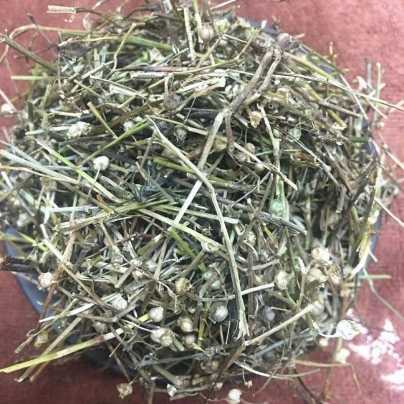 天然野生白花蛇舌草百花蛇舌草白花舌蛇草