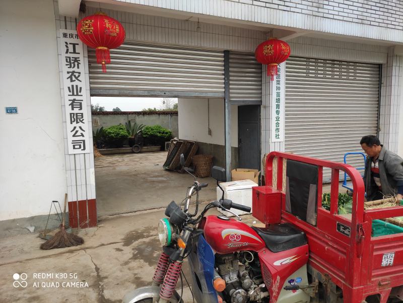 辣椒苗（货发全国市场、批发、基地、承接政府大型基地项目）
