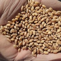 万茂农产品购销中心:批发小麦