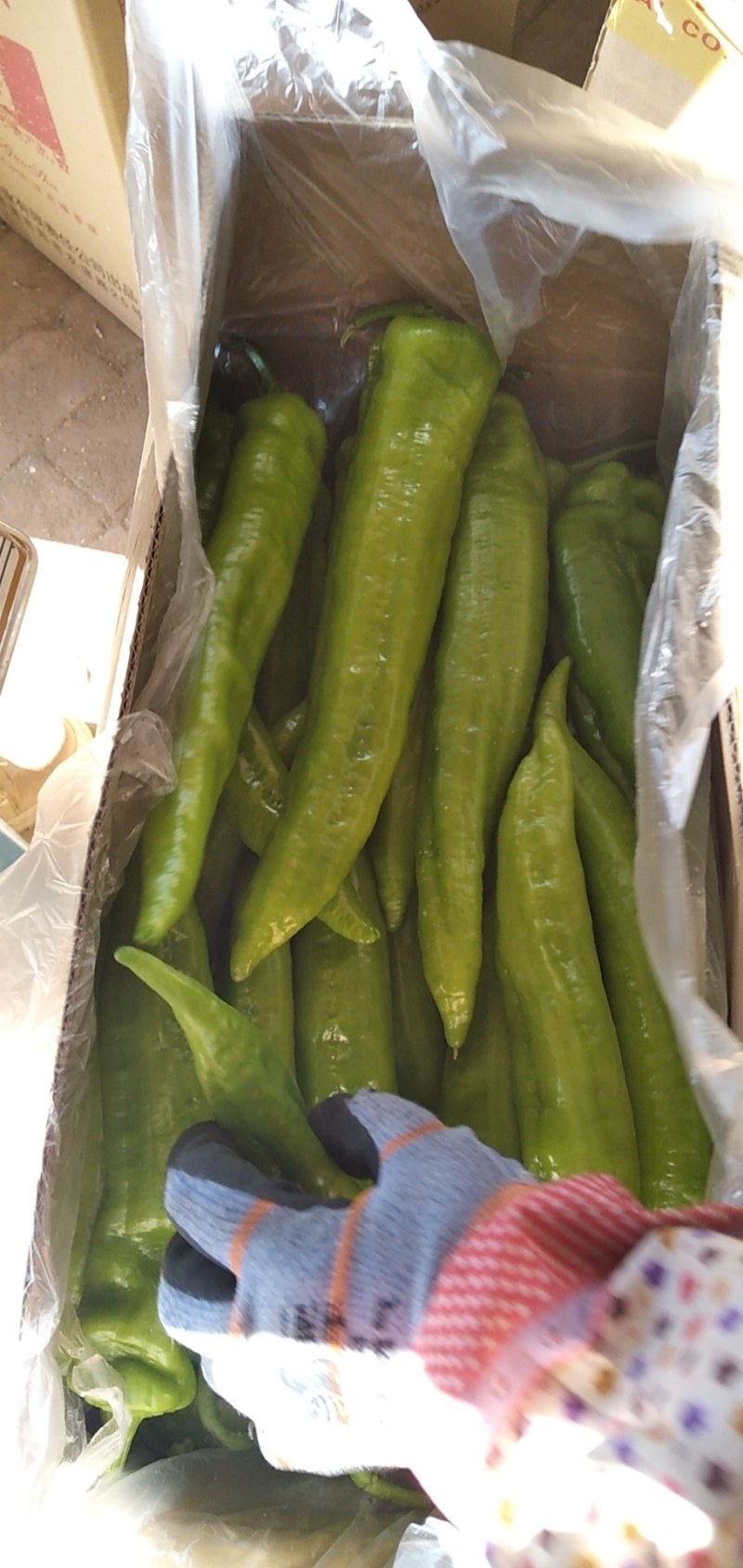 黄皮羊角尖椒产地直销